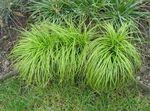 zöld Dísznövény Carex, Sás gabonafélék fénykép