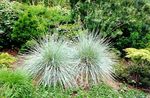 sidabrinis Dekoratyviniai Augalai Naujoji Zelandija Plaukų Viksvų javai, Carex Nuotrauka