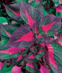 çok renkli Dana Biftek Bitki yapraklı süs, Perilla fotoğraf