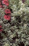 argintiu Plante Ornamentale Plectostachys plante ornamentale cu frunze fotografie