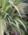 hell-grün Dekorative Pflanzen Lieben Gras getreide, Eragrostis Foto