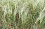 világos zöld Dísznövény Szeretni Fű gabonafélék, Eragrostis fénykép