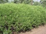 vert des plantes décoratives Absinthe, L'armoise des céréales, Artemisia Photo