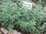 gyllene Dekorativa Växter Malört, Gråbo säd, Artemisia Fil