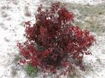 burgundy Ornamental Plants Red-barked dogwood, Common Dogwood, Cornus Photo