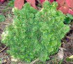 groen Sierplanten Alberta Spar, Zwarte Heuvels Spar, Witte Sparren, Canadese Sparren, Picea glauca foto
