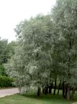 sølvfarvede Prydplanter Pil, Salix Foto