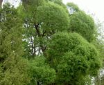 světle-zelená Dekorativní rostliny Vrba, Salix fotografie