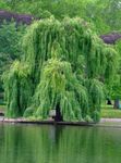 πράσινος Διακοσμητικά φυτά Ιτιά, Salix φωτογραφία