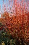 күрең Сәндік өсімдіктер Талдың, Salix Фото