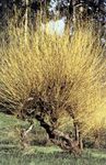 ყვითელი დეკორატიული მცენარეები Willow, Salix სურათი