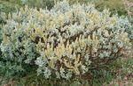 sølvfarvede Prydplanter Pil, Salix Foto