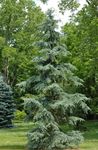 zelena Ukrasne Biljke Plačući Deodar, Deodar Cedar, Himalajski Cedar, Cedrus-deodara Foto