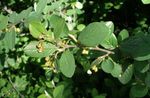 zaļš Dekoratīvie Augi Dzīvžogs Cotoneaster, Eiropas Cotoneaster Foto