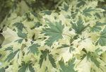 flerfarvet Prydplanter Ahorn, Acer Foto