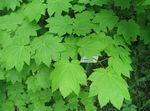 jasno-zielony Dekoracyjne Rośliny Klon, Acer zdjęcie