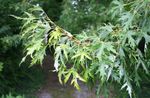 χρυσαφένιος Διακοσμητικά φυτά Σφεντάμι, Acer φωτογραφία