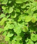 vert des plantes décoratives Noisetier, Corylus Photo