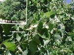 grønn Prydplanter Vanlig Lime, Lind, Basswood, Limeblomst, Sølv Lind, Tilia Bilde