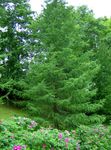 grün Dekorative Pflanzen Europäische Lärche, Larix Foto