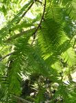 მწვანე დეკორატიული მცენარეები ცისკრის Redwood, Metasequoia სურათი