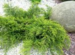 roheline Dekoratiivtaimede Kadakas, Sabina, Juniperus Foto