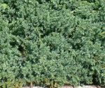 hellblau Dekorative Pflanzen Wacholder, Sabina, Juniperus Foto