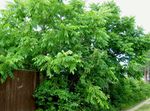 zelená Dekorativní rostliny Vlašský Ořech, Juglans fotografie