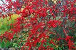 czerwony Dekoracyjne Rośliny Ostrokrzew, Olsza Czarna, Amerykański Ostrokrzew, Ilex zdjęcie