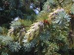 zilverachtig Sierplanten Douglas Spar, Oregon Pine, Rood Spar, Geel Spar, Valse Sparren, Pseudotsuga foto