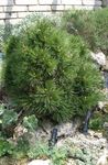 深绿 观赏植物 松, Pinus 照