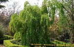 зелений Декоративні Рослини Багряник, Cercidiphyllum Фото
