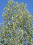 šviesiai žalia Dekoratyviniai Augalai Cottonwood, Tuopos, Populus Nuotrauka