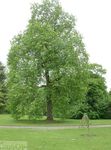 világos zöld Dísznövény Nyárfa, Populus fénykép