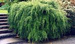 緑色 観賞植物 ヘムロック, Tsuga フォト
