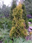 jaune des plantes décoratives Thuya, Thuja Photo