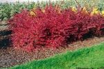 červená Dekoratívne rastliny Dráč, Japonská Dráč, Berberis thunbergii fotografie