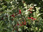 zöld Dísznövény Ezüst Bivaly Bogyó, , Foamberry Soapberry, Soopalollie, Kanadai Buffaloberry, Shepherdia fénykép