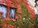 raudonas Dekoratyviniai Augalai Bostono Gebenė, Virginia Vijoklis, Sausmedis, Parthenocissus Nuotrauka