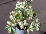 multicolor Ornamental Plants Boston ivy, Virginia Creeper, Woodbine, Parthenocissus Photo