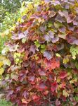 grün Dekorative Pflanzen Amur Trauben, Vitis amurensis Foto