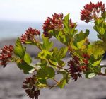 grænt skraut plöntur Austur Ninebark, Physocarpus opulifolius mynd