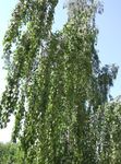 绿 观赏植物 桦木, Betula 照