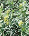 pestrofarebný Dekoratívne rastliny Južnej Bush Zimolez, Horská Bush Zimolez, Diervilla fotografie
