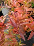 mørkegrøn Prydplanter Sydlige Bush Kaprifolium, Mountain Bush Kaprifolium, Diervilla Foto