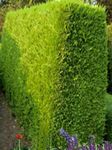 Fil Leyland Cypress beskrivning