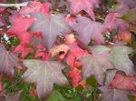 zelena Okrasne Rastline Sweetgum, Rdeče Dlesni, Tekočina Oranžna, Liquidambar fotografija