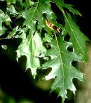 dunkel-grün Dekorative Pflanzen Eiche, Quercus Foto
