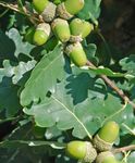 grön Dekorativa Växter Ek, Quercus Fil