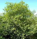 πράσινος Διακοσμητικά φυτά Γυαλιστερό Buckthorn, Σκλήθρα Buckthorn, Fernleaf Buckthorn, Tallhedge Buckthorn, Frangula alnus φωτογραφία
